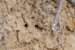 Nomada stigma
