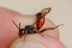 Nomada stigma