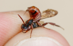 Nomada stigma
