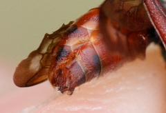 Nomada stigma
