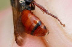 Nomada stigma
