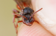 Nomada stigma