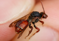Nomada stigma