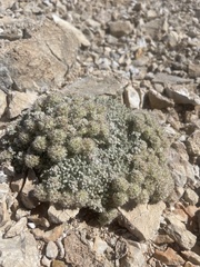 Eriogonum shockleyi