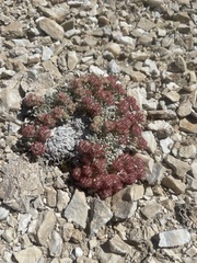 Eriogonum shockleyi