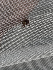 Dermacentor andersoni