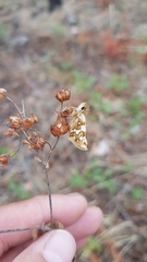 Carterocephalus argyrostigma