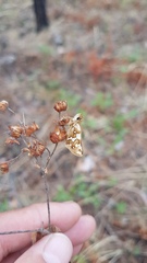Carterocephalus argyrostigma