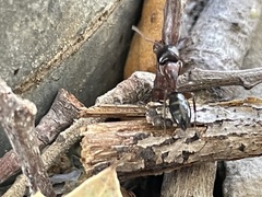 Camponotus hyatti