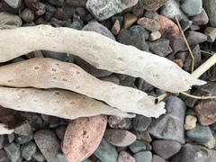 Halichondria bowerbanki