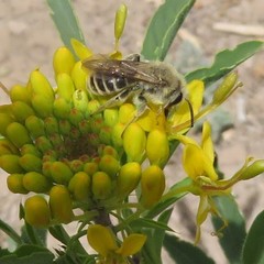Lasioglossum sisymbrii