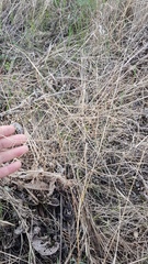 Thalictrum squarrosum