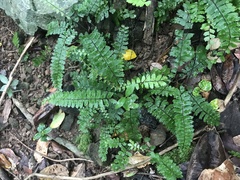 Adiantum zollingeri