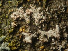 Erythricium aurantiacum
