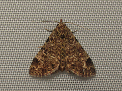 Metalectra paralappa