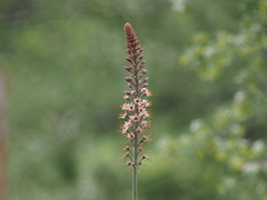 Eremurus regelii