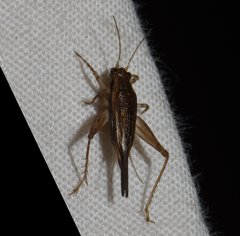Anaxipha imitator