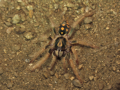 Hapalopus formosus