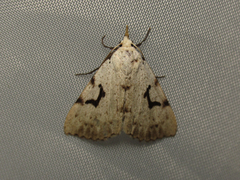 Herminodes concatenalis