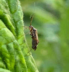 Closterotomus fulvomaculatus