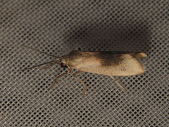 Nephelosia