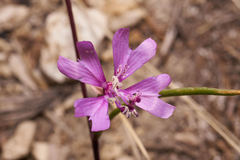 Clarkia xantiana