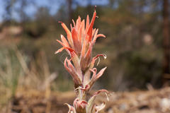Castilleja gleasoni