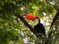 Ramphastos toco