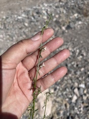 Sairocarpus kingii