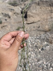 Sairocarpus kingii