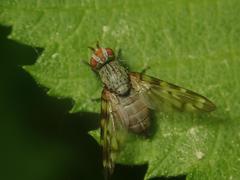 Otites guttata