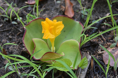 Costus spectabilis