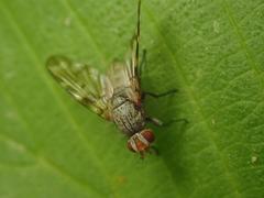 Otites guttata