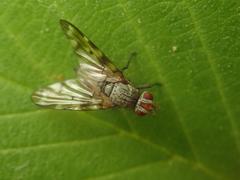 Otites guttata