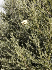 Buddleja saligna