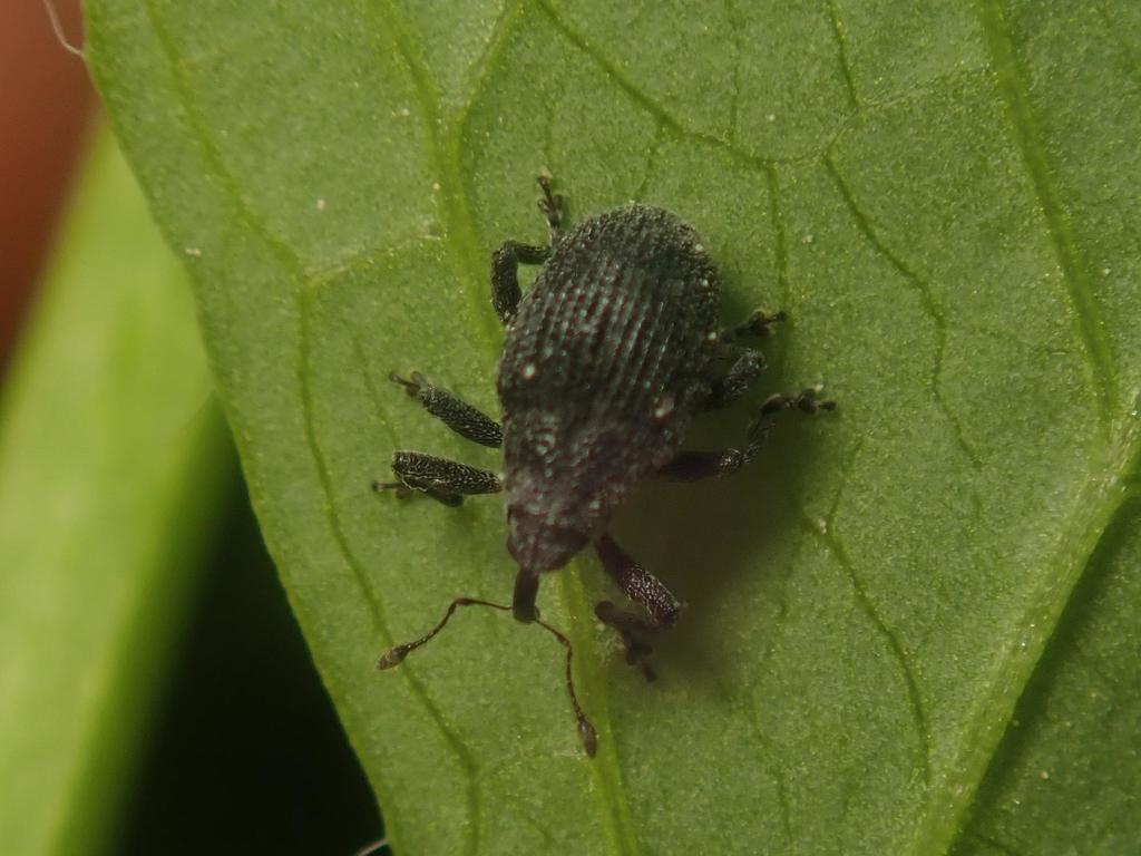 Ceutorhynchus scrobicollis