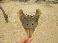 Pseudobatos percellens