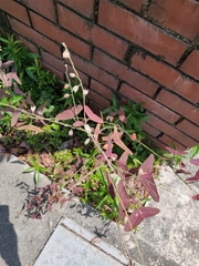 Christia vespertilionis