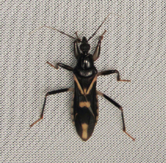 Rasahus sulcicollis