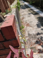 Christia vespertilionis