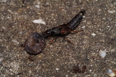 Platydracus brevicornis