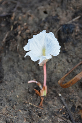 Siphonochilus longitubus