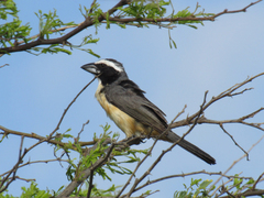 Saltator orenocensis