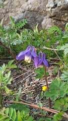 Aquilegia amurensis