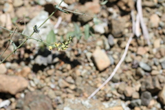 Streptanthus morrisonii morrisonii