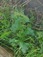 Blitum bonus-henricus