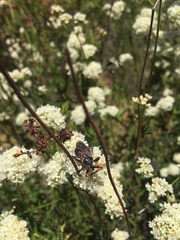 Apiomerus californicus