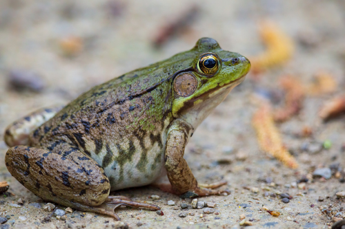 Green Frog
