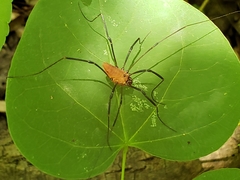 Leiobunum calcar