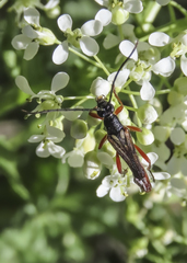 Neobellamira delicata